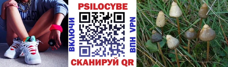 Купить где  Черноголовка  Псилоцибиновые грибы мухоморы 